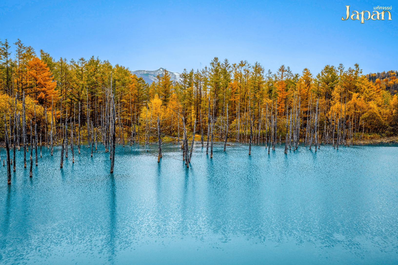 JAPAN HOKKAIDO ชมใบไม้เปลี่ยนสี โซอุนเคียว ไดเซ็ทสึซัง โจซังเค 6 วัน 4 คืน 1