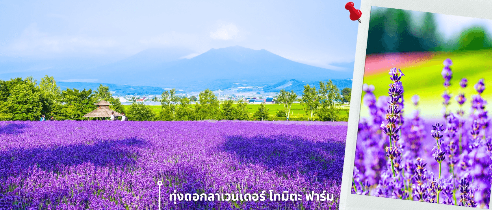 ฮอกไกโด อาซาฮิกาว่า ลาเวนเดอร์ ดอกไม้หลากสี 5วัน 3คืน 4