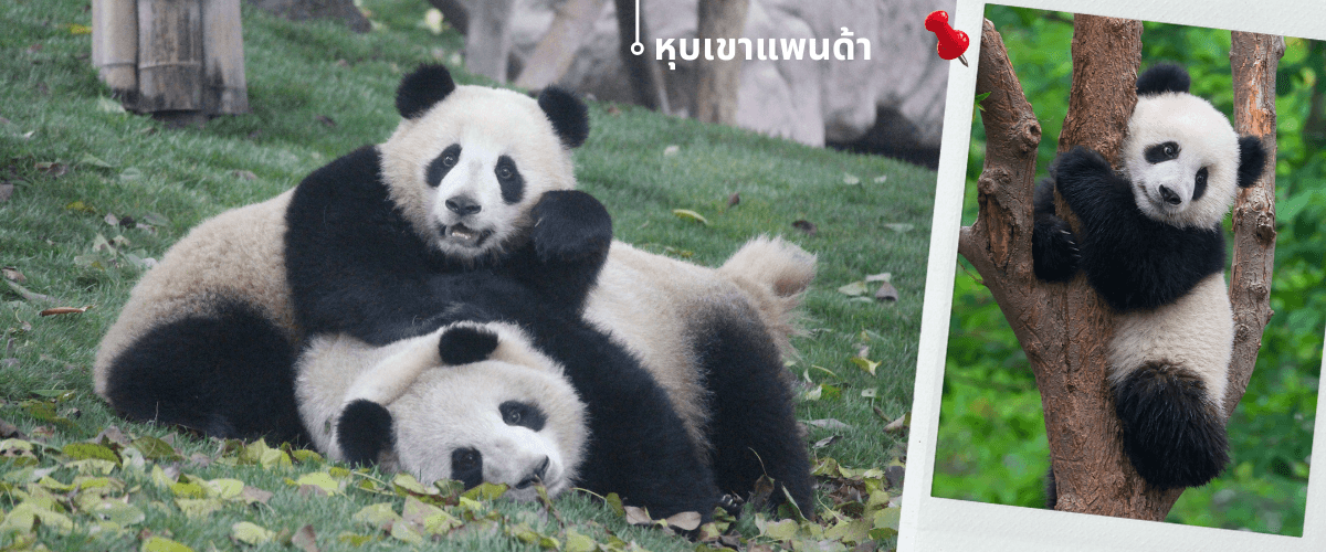 เฉิงตู เขาสี่ดรุณี หมีแพนด้า ธารน้ำสีฟ้า 5วัน 4คืน 1